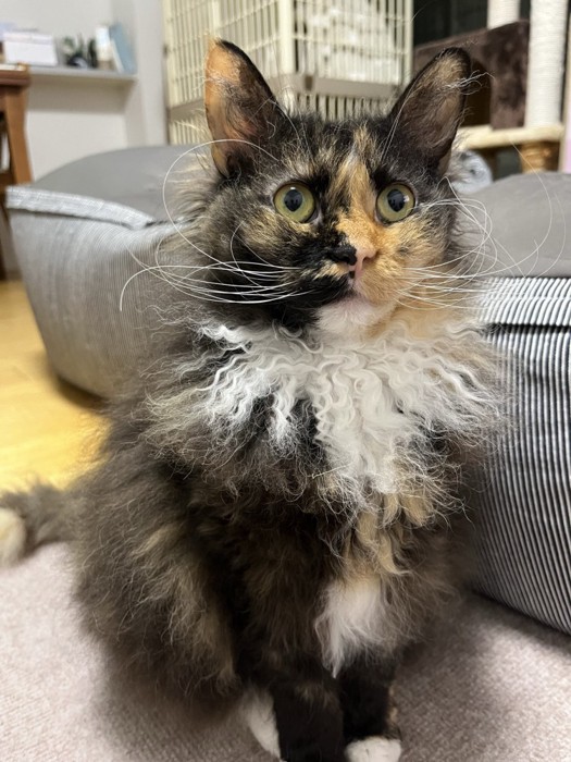 お座りする猫