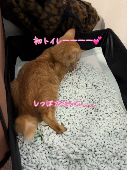 猫トイレの中にいる子猫