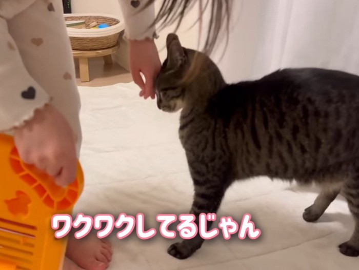 女の子の手にすり寄る猫