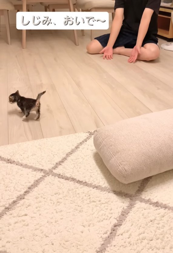 画面左側に顔を向けている子猫の斜め後ろ姿