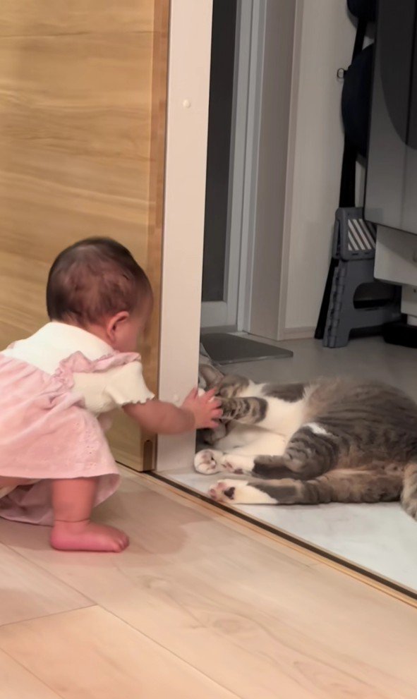 遊んでいる猫と赤ちゃん