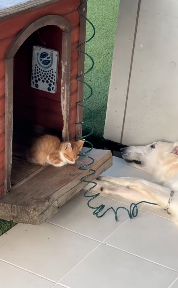 小屋に入る猫
