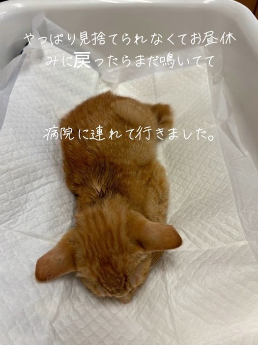 ペットシーツの上の子猫