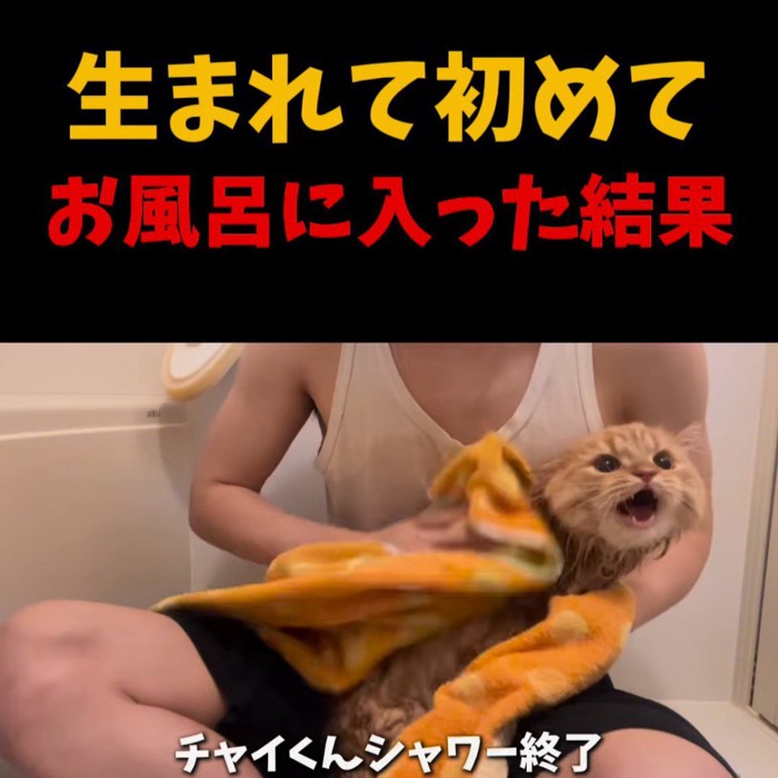 タオルで拭かれる猫