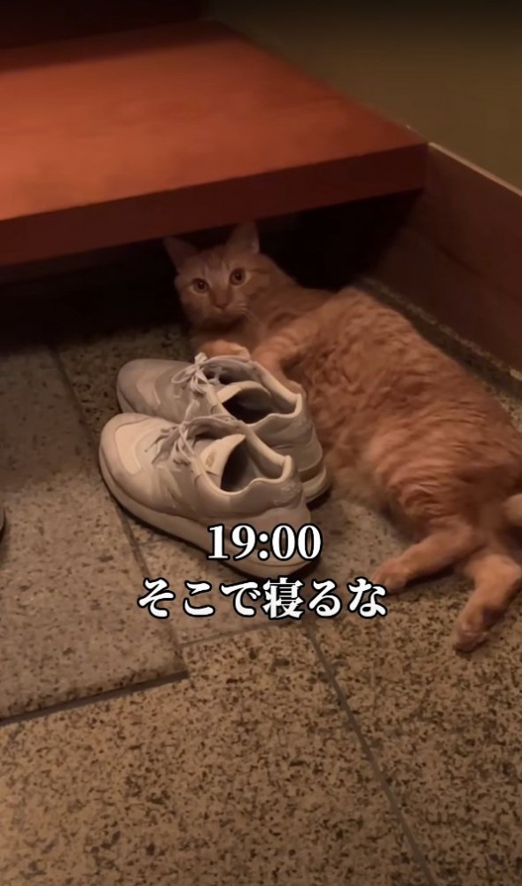 玄関でくつろぐ猫