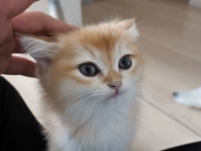 左方向を向きながらなでられる子猫