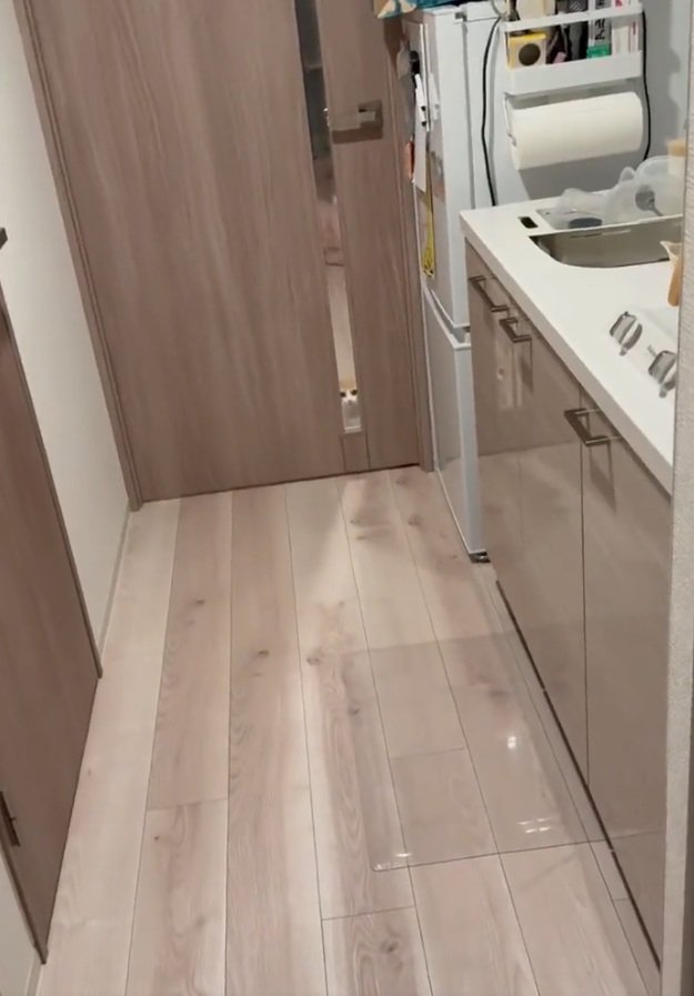 凝視する猫