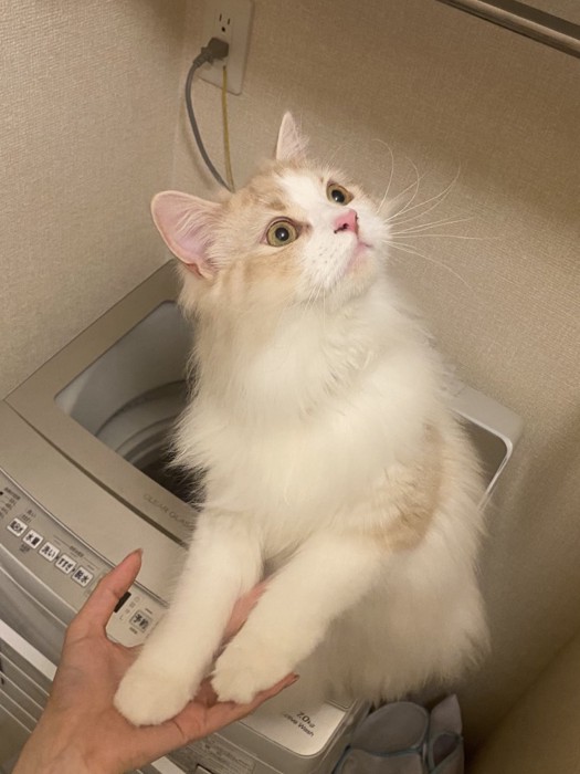 虫を探している猫