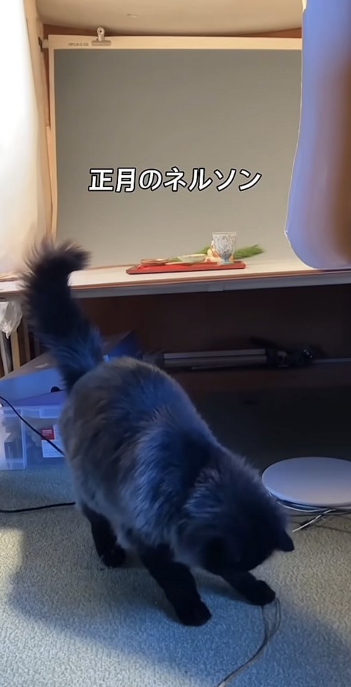 別の猫みたいになるネルソン