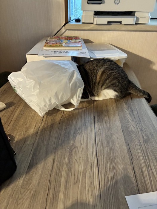 ビニール袋の中に頭を入れる猫