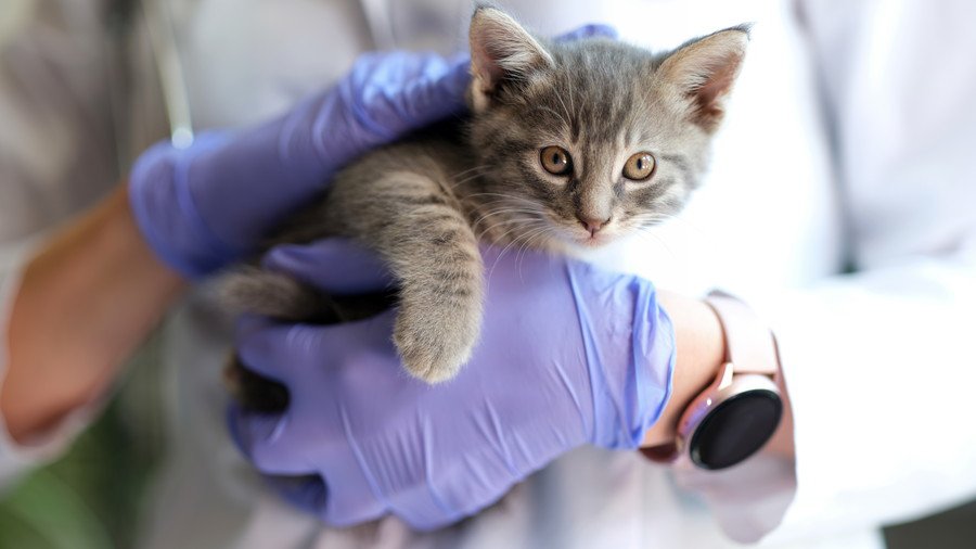 子猫を抱く医者の手