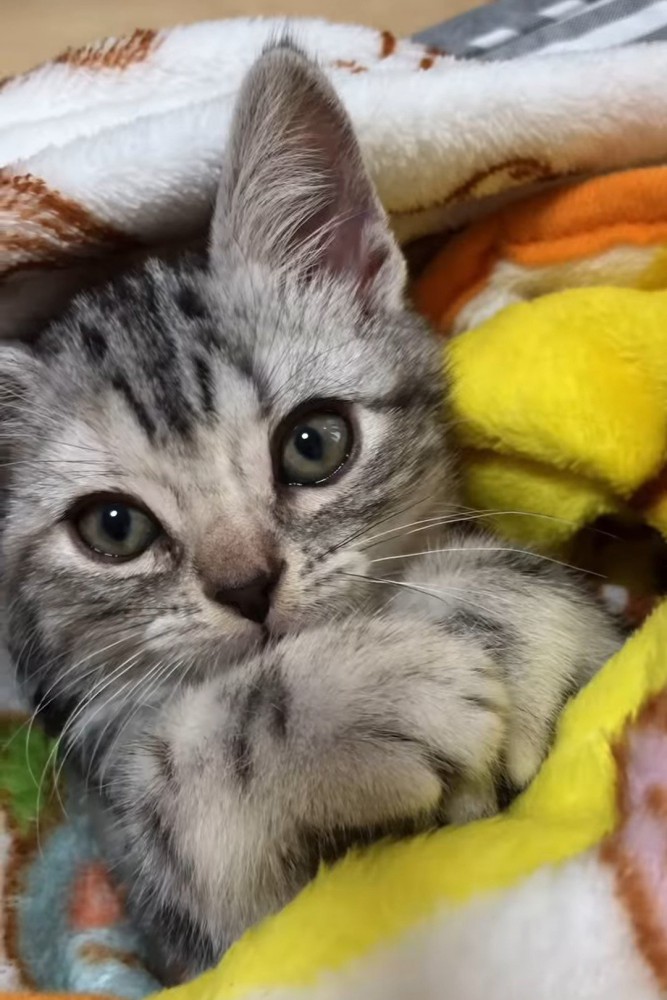 胸の上に前足を乗せる子猫