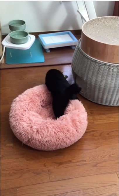 ベッドを運んでいる猫