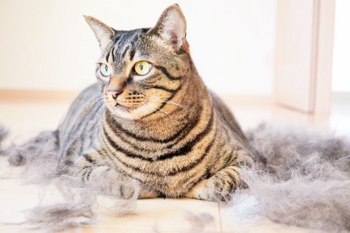 猫と大量の抜け毛