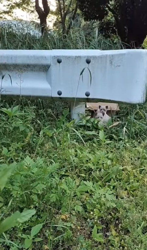 倒れた段ボールの中にいる2匹の子猫