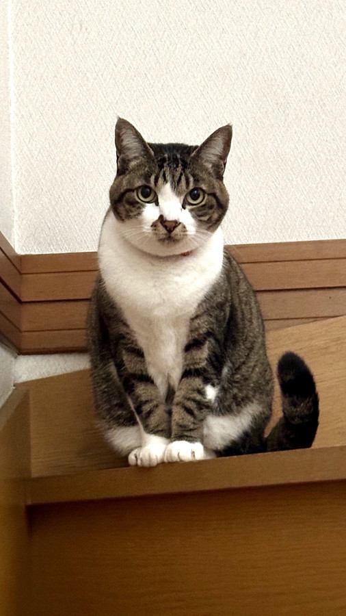 目を細める猫