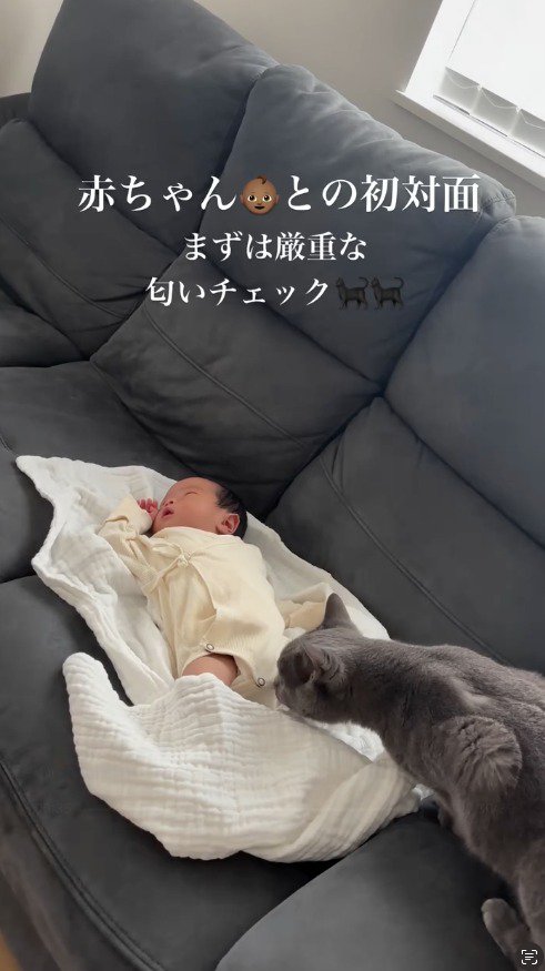 赤ちゃんの足の匂いを嗅ぐグレーの猫