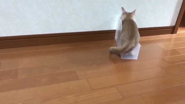 ケースに入る猫