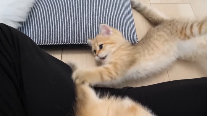 尻尾で遊ぶ子猫