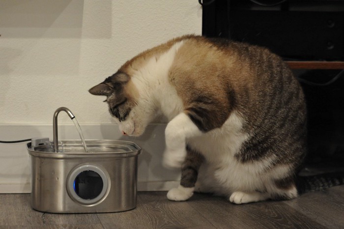 猫と自動給水器