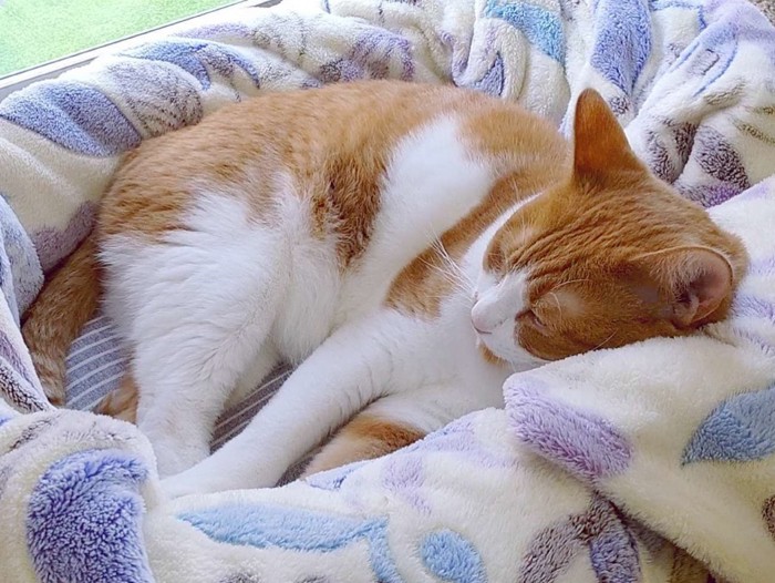 猫ベッドで横になる猫