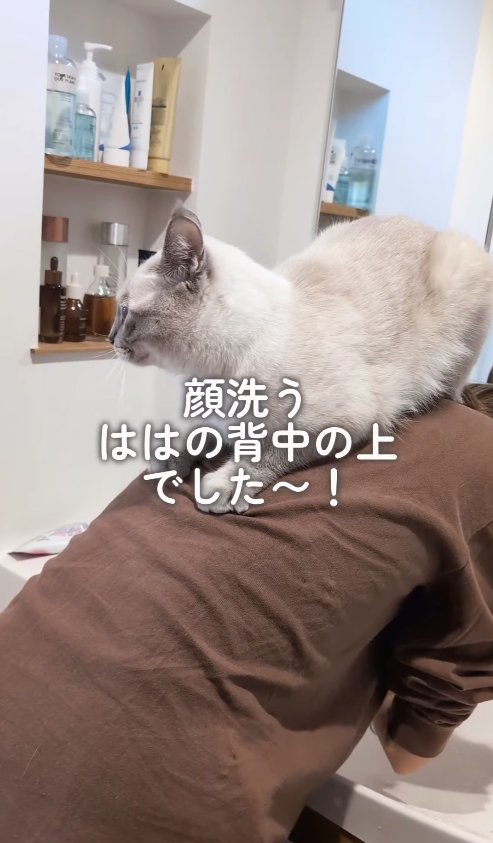 洗顔中の飼い主の背中に乗る猫