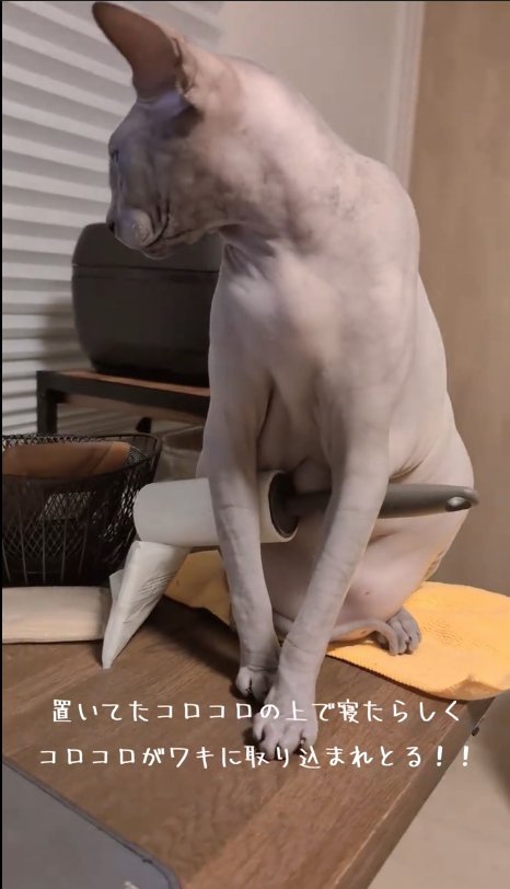 お座りをしてそっぽをむく猫