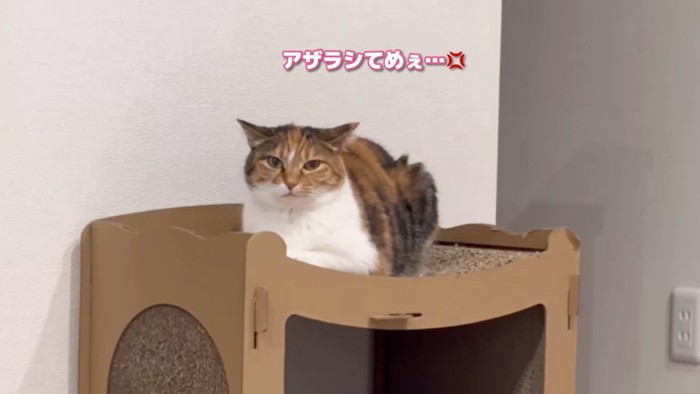 ほたてを睨むナラ姫