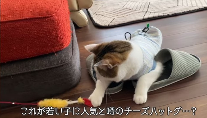 チーズハットグ…?