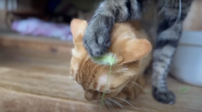 頭をパンチされる猫