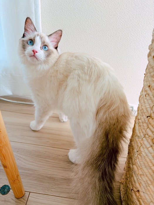 振り向く猫
