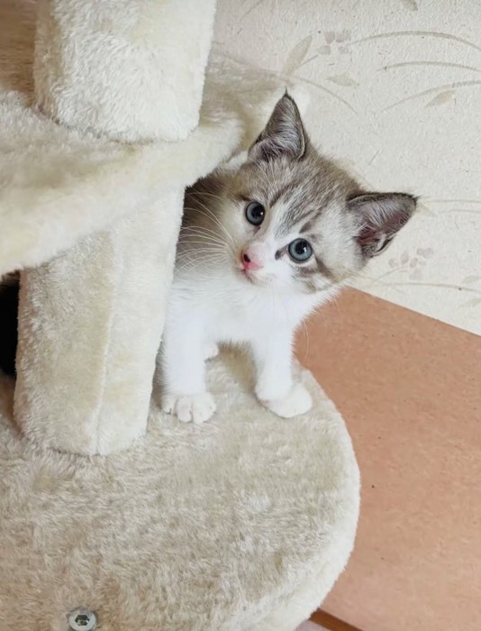 キャットタワーに乗る子猫