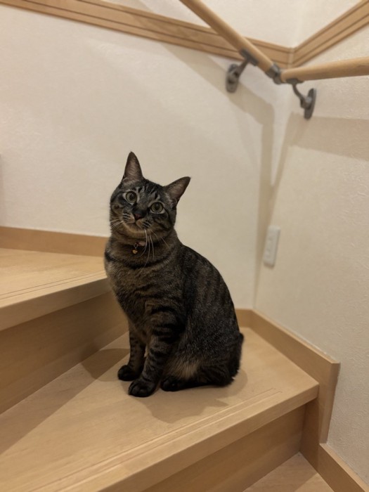 階段のところにいるキジトラ猫