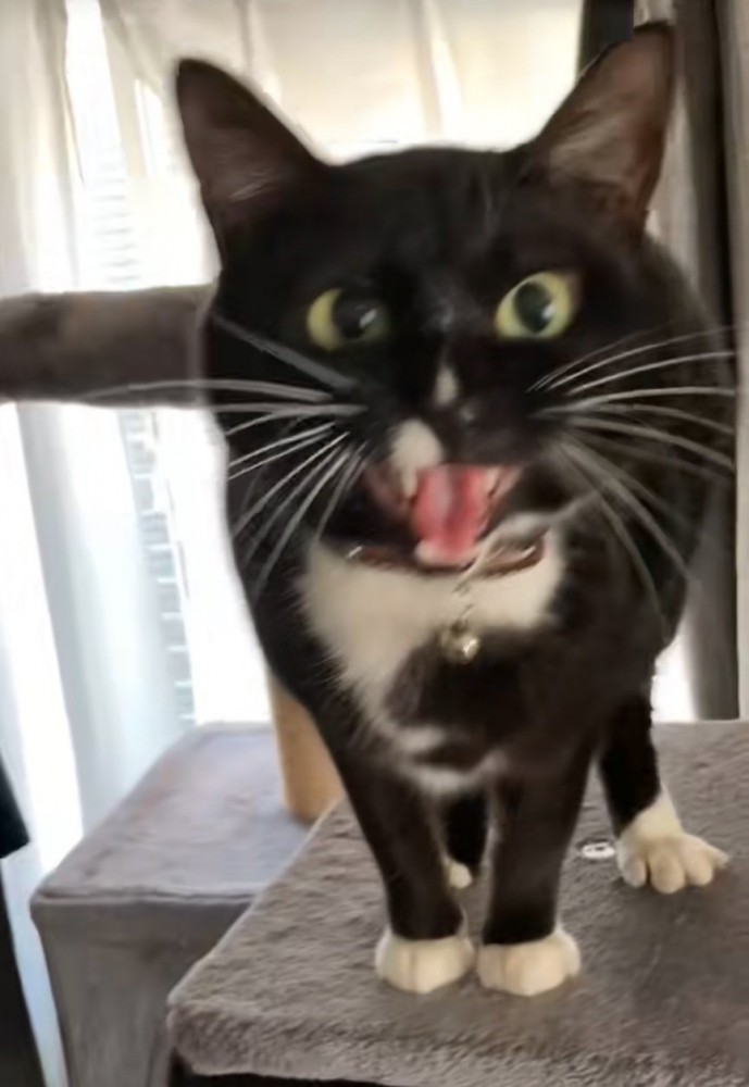 挨拶してくれる猫