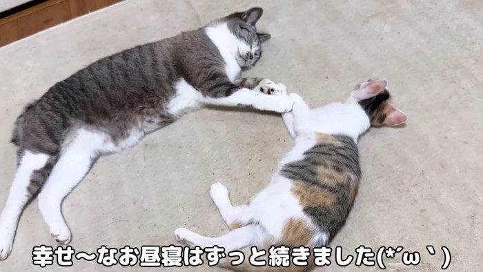 寝ている2匹の猫