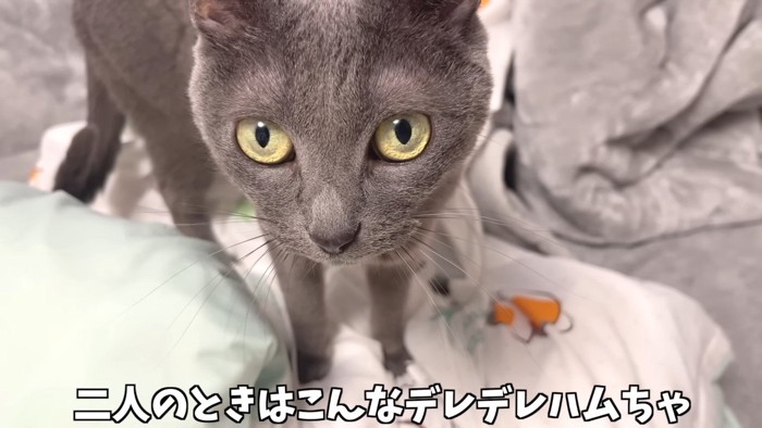 デレデレハムちゃん