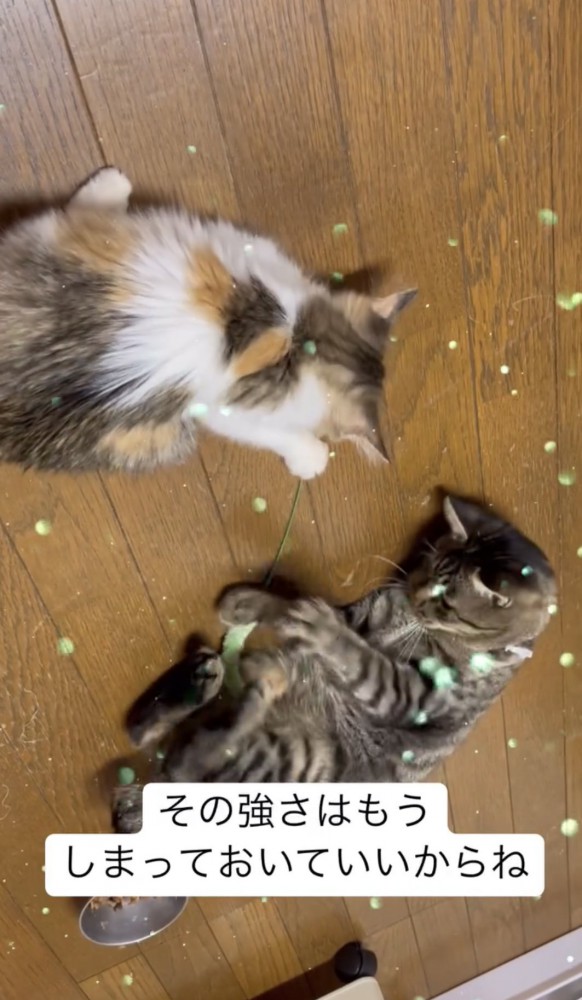 先住猫と遊ぶ子猫