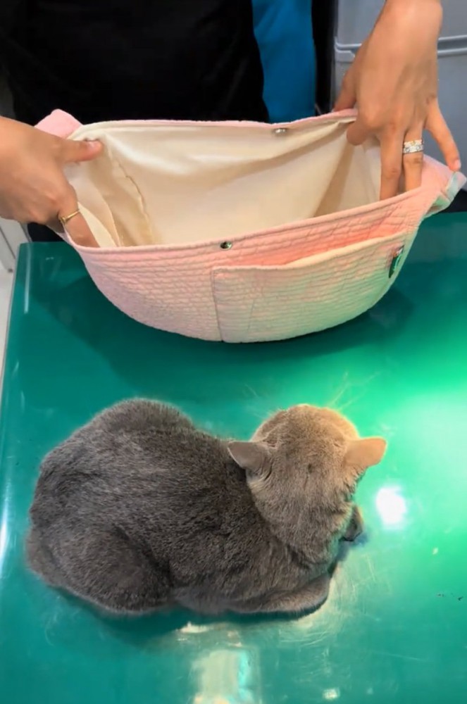 バッグを見る猫