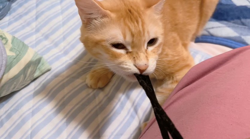 ゴムをくわえる猫2