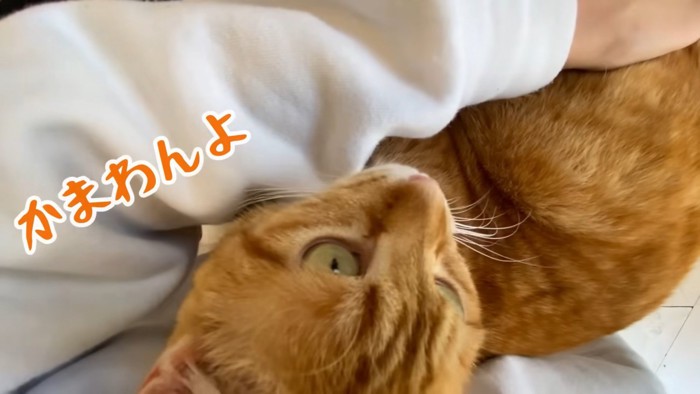 テロップ「かまわんよ」