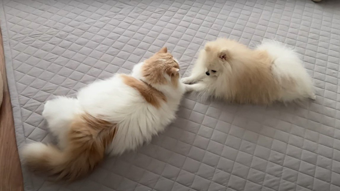 向かい合って寝そべる猫と犬