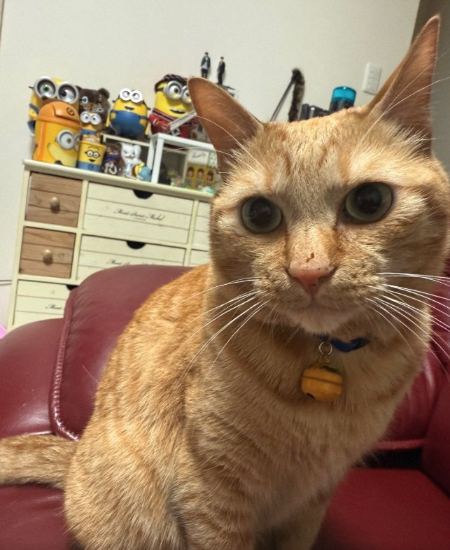 赤い椅子の上でお座りをしている猫