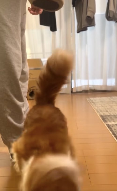 フローリングの上に立っている顔が手前方向に見切れている猫