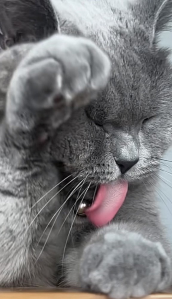 舌を出している猫のアップ写真2