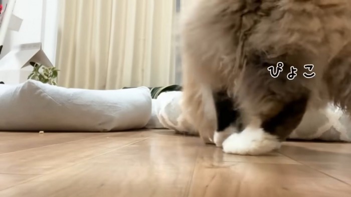 右側にぴょこっとする猫(左足のみ)