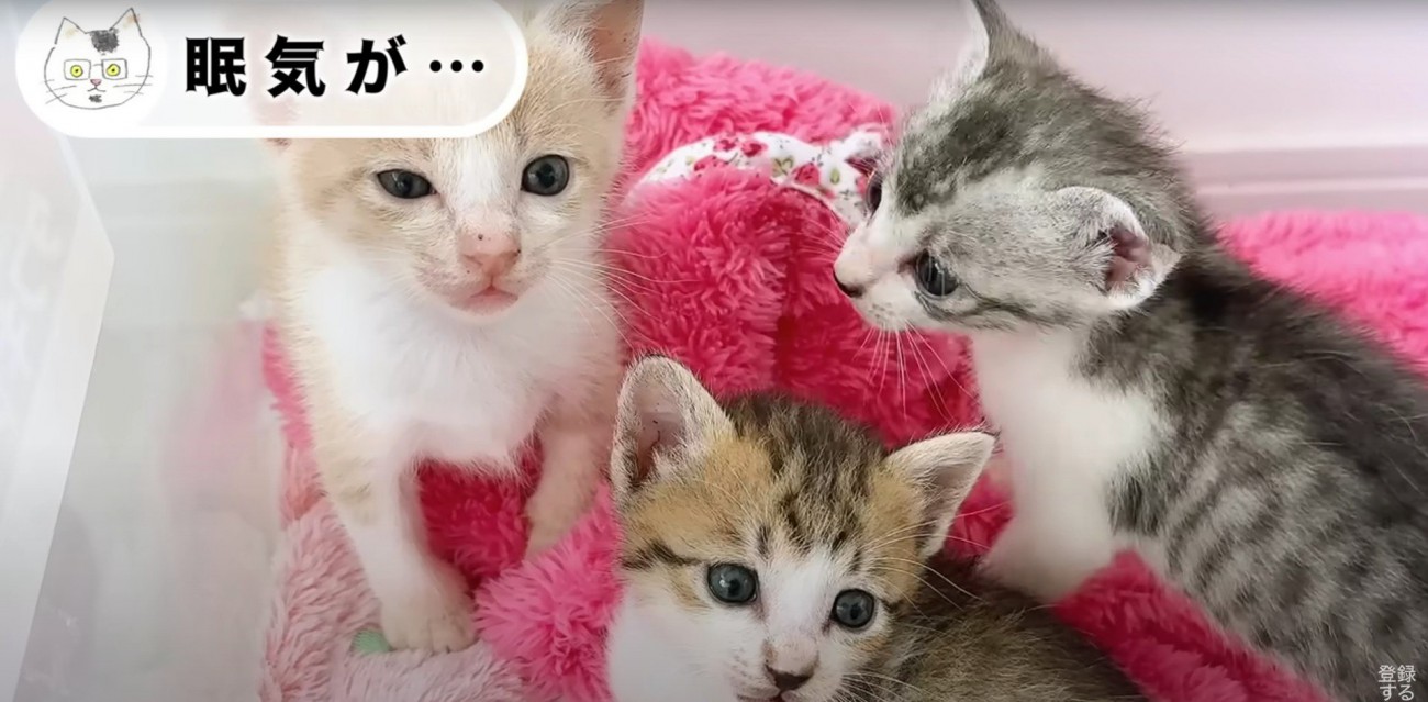 座っている子猫たち