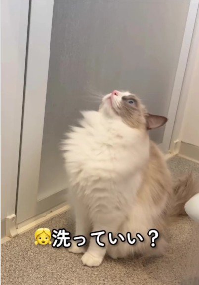 風呂場に座っている猫