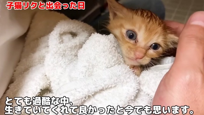 タオルにくるまれている子猫