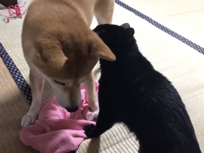 柴犬に毛づくろいする黒猫