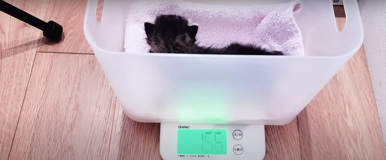 体重を計っている子猫
